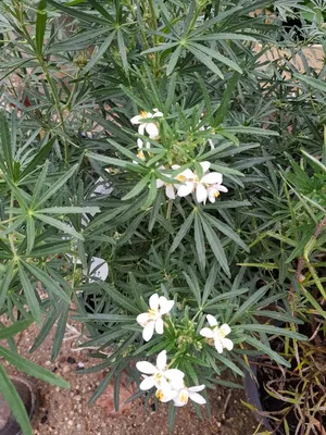 Image de Choisya x dewitteana 'White Dazzler' / Oranger du Mexique nain