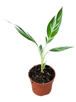 Produktbild von Banane Musa Florida Variega 35cm Rarität