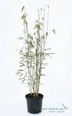 Produktbild von Fargesia jiuzhaigou 1 80/100 cm hoch, im 3 Liter-Topf