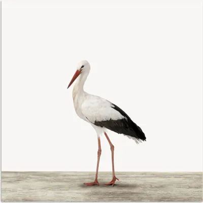 Produktbild von MuchoWow® Poster Storch - Vogel - Tiere - Jungen - Kinder - Mädchen 50x50 cm - Wohnzimmerdekoration