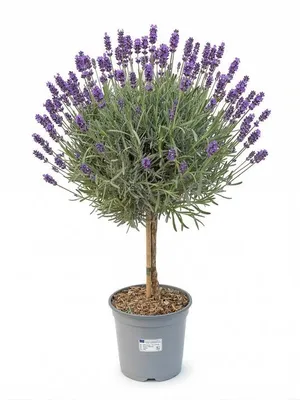 Produktbild von Lavandula angustifolia Hochstamm Lavendel winterhart 60-80 cm duftend lila Blüten im Topf für Garten Balkon und Terrasse