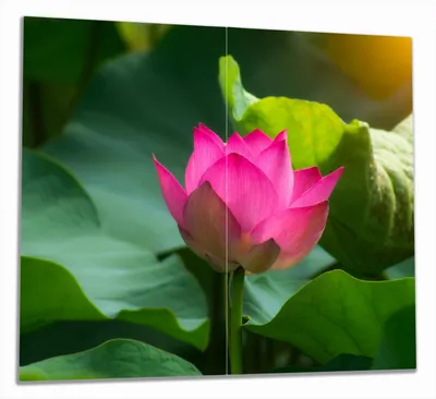 Produktbild von Wallario Herdabdeckplatte aus Glas, Größe 60 x 52 cm 2-teilig, Motiv Pinke Lotosblüte im Sonnenschein