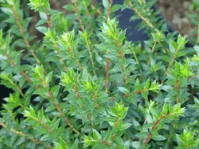 Produktbild von Immergrüne Torfmyrte - männlich - Pernettya mucronata - 20-30cm