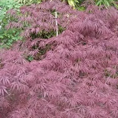 Obrázok produktu pre Javor japonský – Acer palmatum 'Inaba-Shidare' | 40-50 cm, v kvetináči