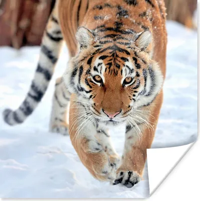Produktbild von MuchoWow® Poster Tiger - Schnee - Tiere 50x50 cm - Wohnzimmerdekoration