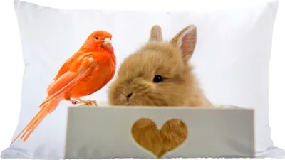 Produktbild von MuchoWow® Zierkissen Sofakissen Wohnzimmer Dekokissen 50x30 cm Tiere - Kaninchen - Vogel - Wohnzimmerdekoration - Polster mit Photo