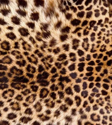 Zdjęcie produktu dla Fototapeta - Leopard Skin 225x250cm - Tapeta flizelinowa