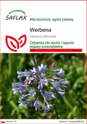 Zdjęcie produktu dla SAFLAX - Werbena - 250 Nasiona - Verbena officinalis