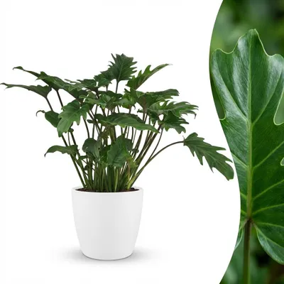 Image de Green boutiQ - Plante d'intérieur - Philodendron - Philodendron Xanadu - Vert - Peu d'entretien - 1 plante - avec pot blanc - Pot 19 cm - Hauteur 60 cm