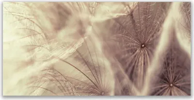 Produktbild von Tulup Leinwand-Bilder 140x70 Wandbild Canvas Kunstdruck Pusteblume Pflanzen