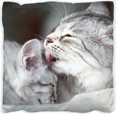 Produktbild von Wallario Premium Kissen, weiche Oberfläche, mit Motiv Süße kleine getigerte Katzenbabys, Größe: 60 x 60 cm, mit weißer Rückseite
