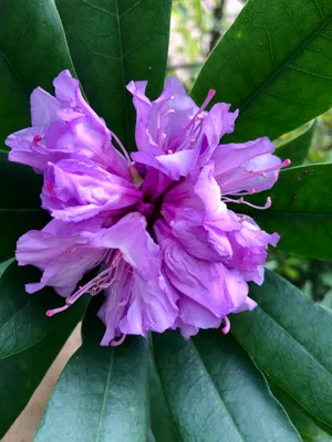 Zdjęcie produktu dla Rhododendron ponticum - Różanecznik dziki 30-40 cm - Doniczka