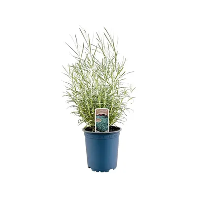 Produktbild von Helichrysum italicum, Currykraut, silbrig, ca. 11x11 cm Topf