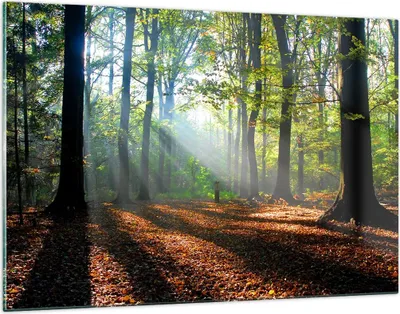 Produktbild von Bilder auf glas - Wald Blätter Sonne - 120x80cm - Glasbilder - Wandbilder - Kunstdruck - zum Aufhängen bereit - Wanddekoration aus Glas - Glas Bilder - Wandbild auf Glas - Einteilig - GAA120x80-0136