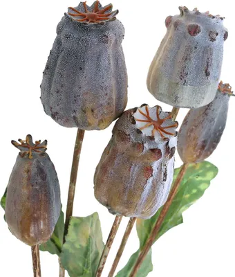 Produktbild von Künstliche Mohnkapseln für Herbstdeko und Trockenarrangements