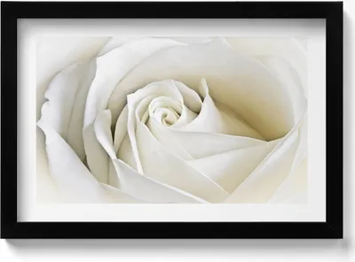 Produktbild von Zarte weiße Rosenblüten– Wandbild mit Rahmen – Gerahmtes Bild  – Wanddekoration – 30x20 cm –  Schwarz Rahmen