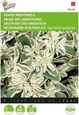 Produktbild von Weissrand-Wolfsmilch | Blumensamen von Buzzy Seeds