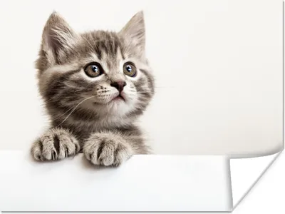 Produktbild von MuchoWow® Poster Katze - Grau - Tiere 160x120 cm - Foto Plakat
