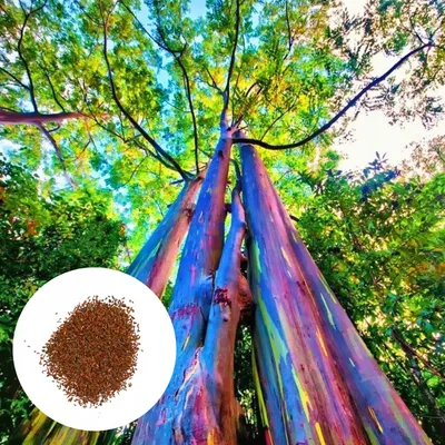 Zdjęcie produktu dla Nasiona Eucalyptus Deglupta - zestaw 100 sztuk - Nasiona roślin egzotycznych - Szybkorosnący - Eukaliptus tęczowy