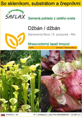 Obrázok produktu pre SAFLAX Kultivačný set - džbán / džbán - Sarracenia flava / S. purpurea - Mix - 10 Semená - S mini skleníkom, pestovateľským substrátom a 2 črepníkmi