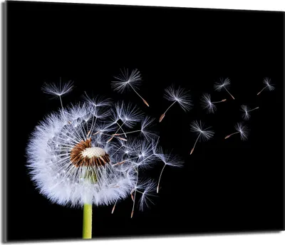 Obrázek produktu pro Skleněná deska na sporák 60x52 Skleněný kryt varné desky Splashback Skleněná deska Deco Prkénko na krájení, Dandelion Black