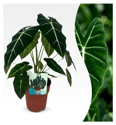 Produktbild von Zimmerpflanze - Elefantenohr - Alocasia Frydek - Grün - Pflegeleicht - 1 Pflanze - Topf 19cm - Höhe 60cm