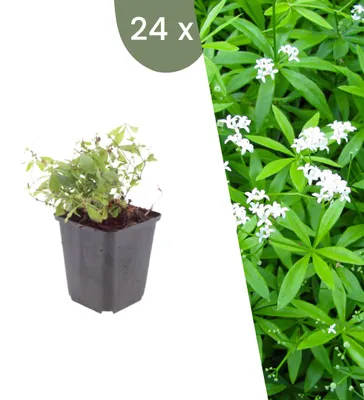Produktbild von Plants by Frank | 24 Waldmeister Pflanzen | Galium Odoratum | Bodendecker | Winterhart | Mehrjährig | Gartenpflanzen