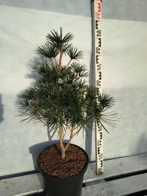 Produktbild von Sciadopitys verticillata 'Kugelblitz' 80–90 cm Japanische Schirmtanne immergrün