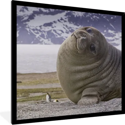 Produktbild von MuchoWow® Gerahmtes Poster Robben - Lustig - Kinder - Jungen - Mädchen - Kinder 40x40 cm - Poster mit Schwarzem Bilderrahmen Wandposter Rahmen Foto Bilder - Mit Rahmen - Wanddekoration Schlafzimmer