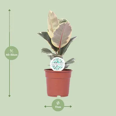 Produktbild von Gummibaum Ficus Elastica Tineke Ø17cm ↕50cm Luftreinigende Zimmerpflanze