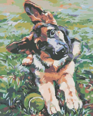 Produktbild von Zuty - Malen nach Zahlen - WELPE VOM SCHÄFERHUND, 40x50 cm, ohne Keilrahmen
