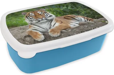 Obrázek produktu pro KitchenYeah® Lunchbox Box na svačinu 17x11 cm Tygr - Příroda - Kameny Dětský svačinový box - Oběd - Plastový - Chlebová plechovka - Box na sendvič - Obědový box pro děti
