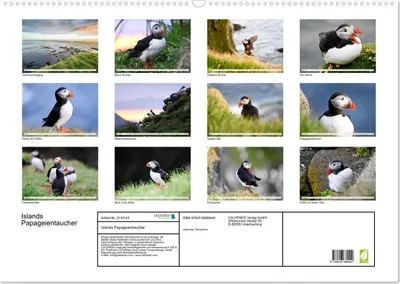 Produktbild von Islands Papageientaucher (Wandkalender 2026 DIN A2 quer), CALVENDO Monatskalender