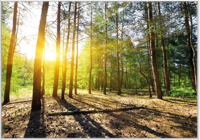 Produktbild von Wallario Wandbild Sonnenstrahlen tief hinter dem Wald, Größe: 70,30 x 100,30 cm, Poster mit weißem Kunststoffrahmen