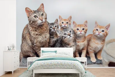 Produktbild von MuchoWow® Fototapete für Wohnzimmer oder Schlafzimmer Wandtapete Vinyl Motivtapete Katze - Kätzchen - Fell - 420x280 cm - Zimmer für Kinder