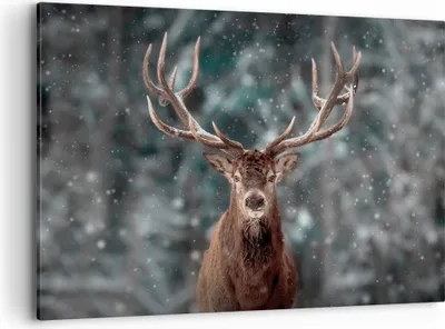 Produktbild von Bild auf Leinwand - Leinwandbild - Einteilig - Hirsch Hirsch Winter - 100x70cm - Wand Bild - Wanddeko - Wandbilder - Leinwanddruck - Bilder - Wanddekoration - Leinwand bilder - AA100x70-4998