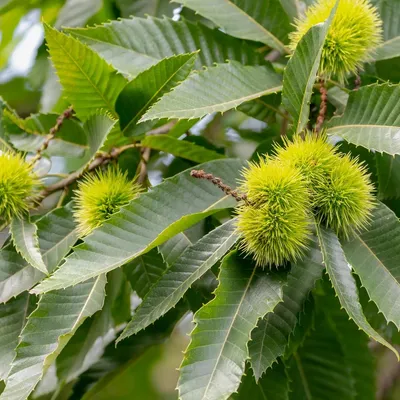 Produktbild von Castanea sativa – Esskastanie, Sämling, ca. 80 cm, 5-Liter-Topf