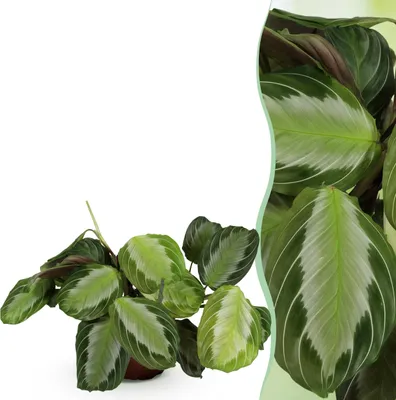 Zdjęcie produktu dla Maranta Fascinator Silverband - roślina modlitewna - przyjazna dla zwierząt - zielona - 25cm - Ø12cm - Roślina doniczkowa - Zimozielony