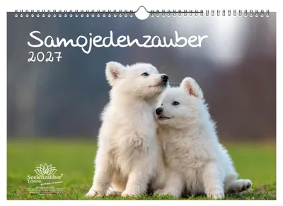 Produktbild von Samojedenzauber DIN A3 Kalender für 2027 Welpen und Hunde