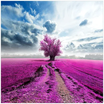 Produktbild von Wallario Magnet für Kühlschrank / Geschirrspüler, magnetisch haftende Folie - 60 x 60 cm, Motiv: Surreales Blumenfeld  lila Blumen auf dem Feld