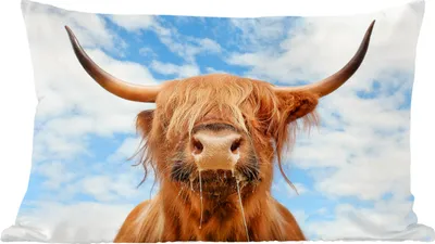 Produktbild von MuchoWow® Zierkissen Sofakissen Wohnzimmer Dekokissen 50x30 cm Schottisches Hochlandrind - Wolke - Tiere - Wohnzimmerdekoration - Polster mit Photo