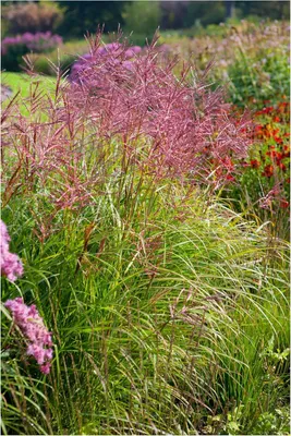 Produktbild von Stauden Gänge 1 x Miscanthus sinensis 'Ferner Osten' im 1 Liter Topf - Rotes Chinaschilf - Ziergras mit atemberaubender Farbgebung - Winterhart