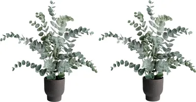 Produktbild von Kunstpflanzen Eukalyptus - H 53 cm - Grün - schwarzer Kunststofftopf - 2er Set