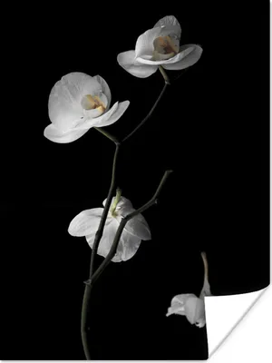 Produktbild von MuchoWow® Poster Orchidee - Blumen - Schwarz - Weiß - Stilleben 120x160 cm - Wandbilder