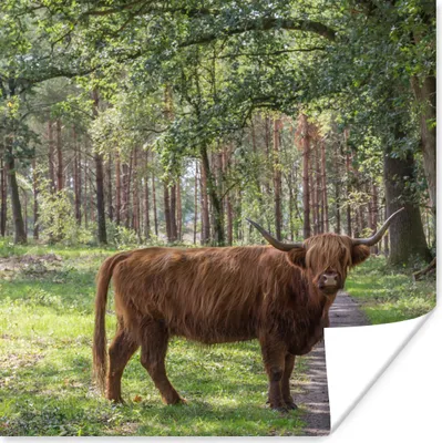 Produktbild von MuchoWow® Poster Schottischer Highlander - Kröte - Baum 50x50 cm - Wohnzimmerdekoration