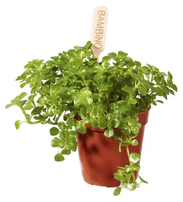 Productafbeelding van JUNAVERA Pilea depressa terrariumplant | 6 cm pot | 12 cm hoog