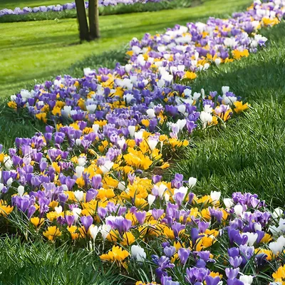 Produktbild von Botanische Krokusse Zwiebeln Winterhart Mehrjährig - Budget Kollektion - 100 exklusive Blumenzwiebeln - Echte Pflanzen aus Holland - für Garten, Balkon und Topf (kein Samen, nicht künstlich)