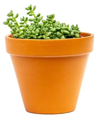 Produktbild von Gardners Sedum Burrito, Durchmesser 10,5 cm