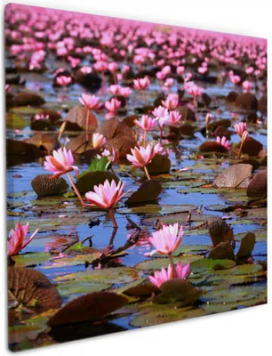 Produktbild von Wallario Premium Leinwandbild Seerosenlandschaft mit rosa Blüten in Größe 50 x 50 cm