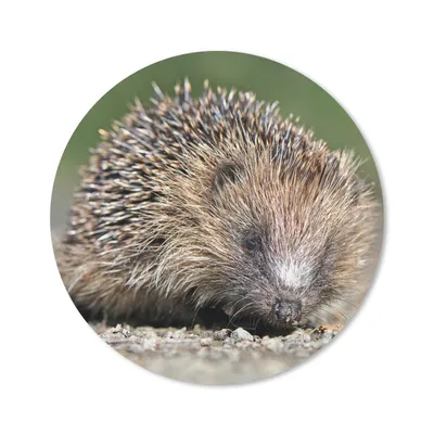 Produktbild von MuchoWow® Mauspad Mousepad Igel - Wasser - Sonne 30x30 cm - Mousepads - Maus Mat - Pad - Mausunterlage - Tischunterlage - Schreibtischmatten